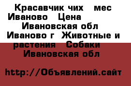 Красавчик чих 2 мес Иваново › Цена ­ 12 000 - Ивановская обл., Иваново г. Животные и растения » Собаки   . Ивановская обл.